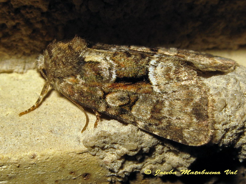 Noctuidae